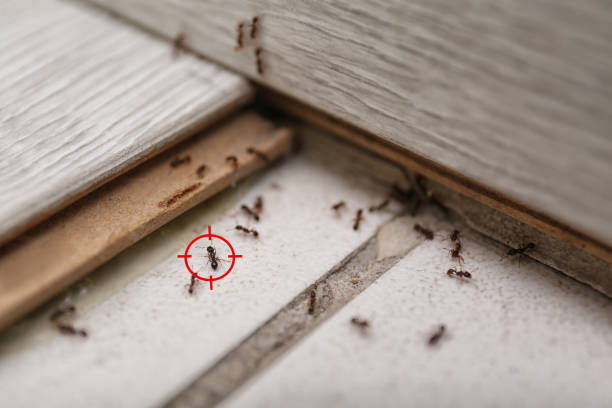 Best Pest Control Near Me in Brunswick, GA