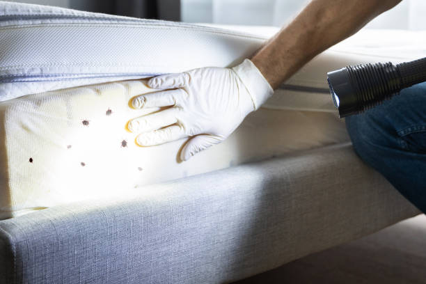 Wasp Removal Services in Brunswick, GA