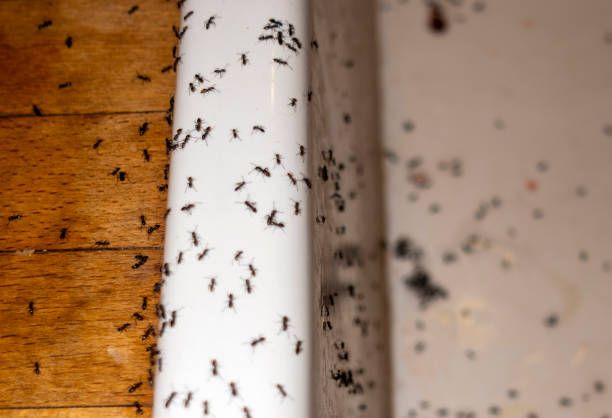 Best Flea Control Services  in Brunswick, GA