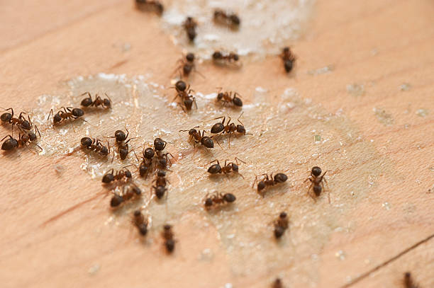 Best Pest Removal Services  in Brunswick, GA